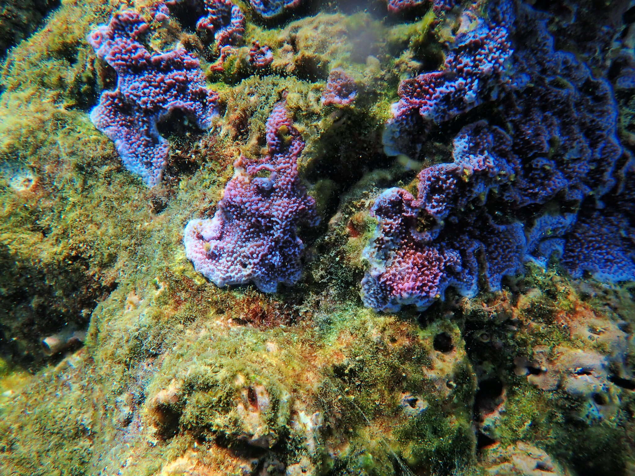 Image of Blue rice coral