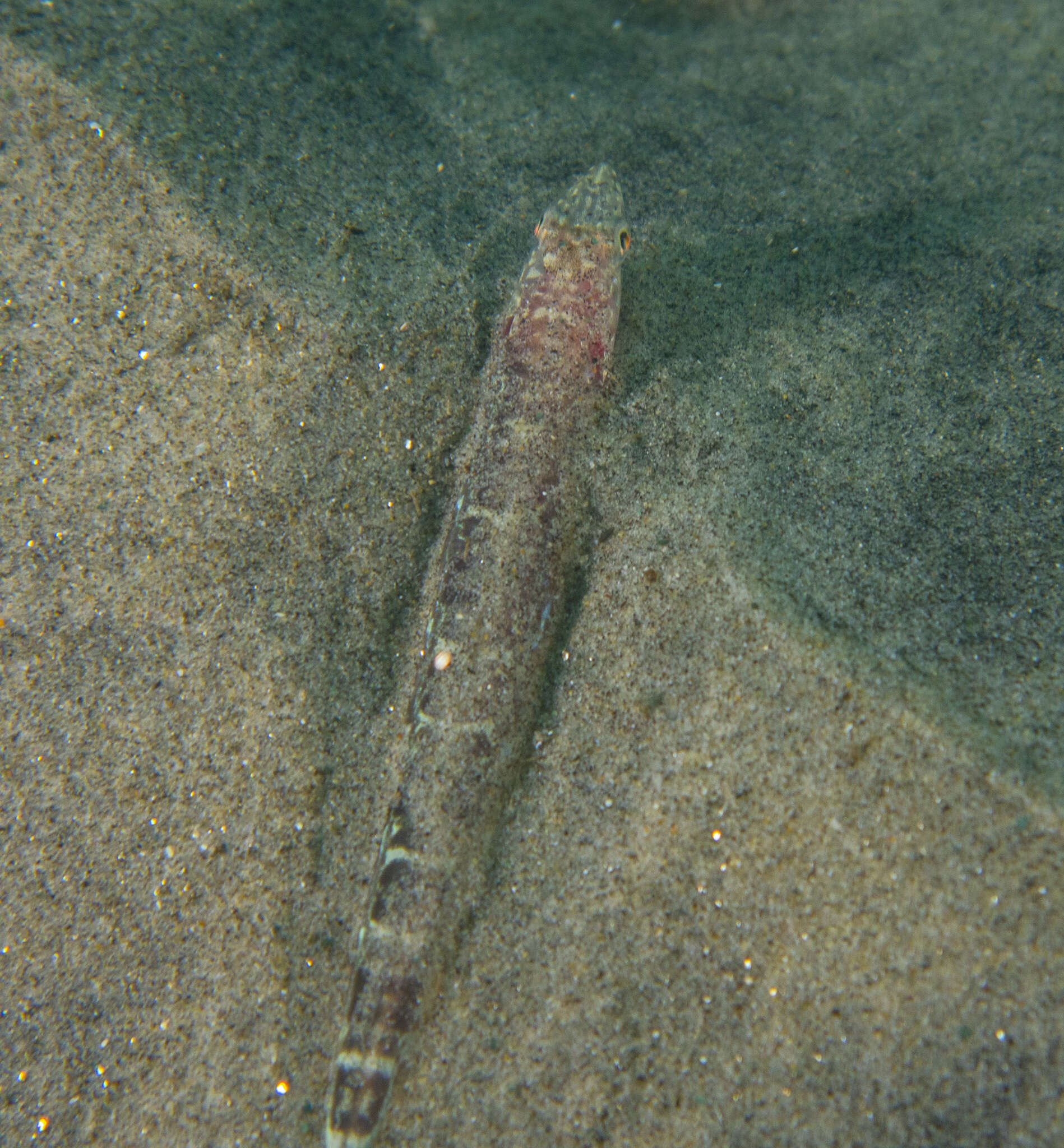 Image of California lizardfish