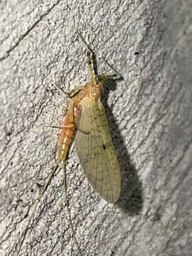 Image of Stenacron Mayfly