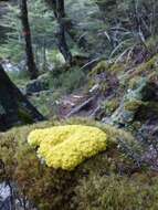 Image of Dog vomit slime mold