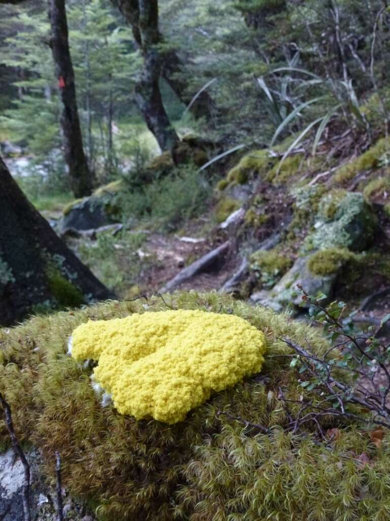 Image of Dog vomit slime mold