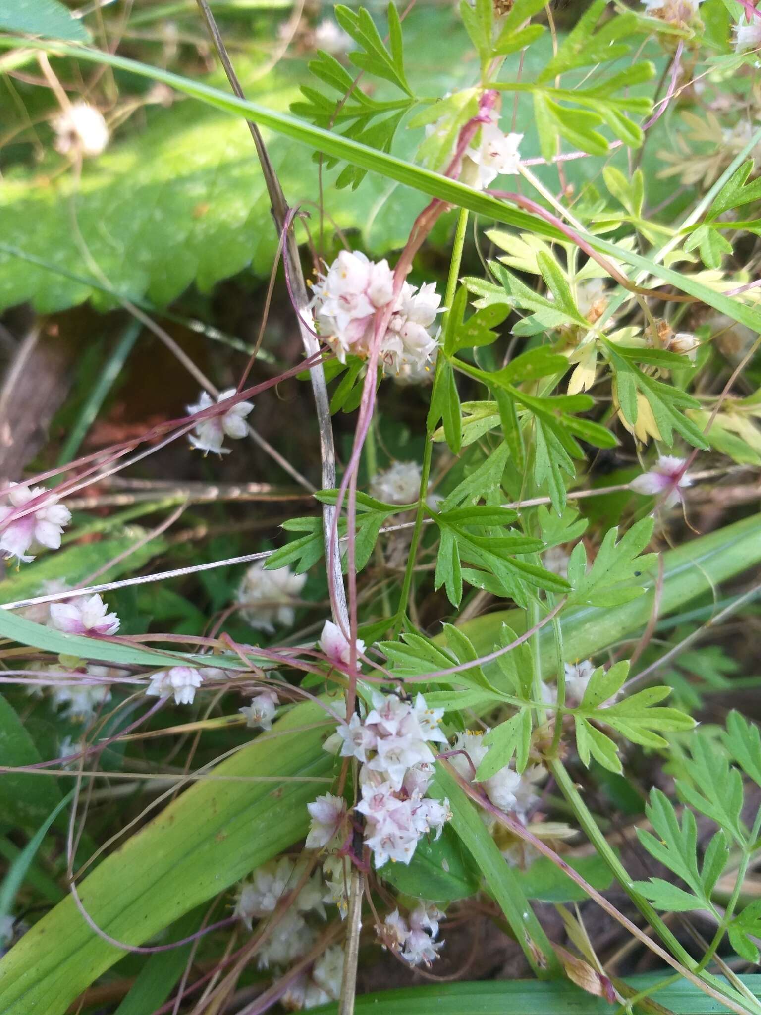 Image of Dodder