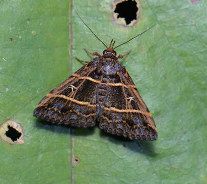 Image of Bertula delosticha Swinhoe 1906