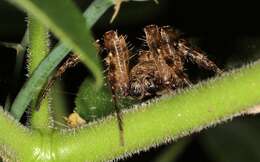 Imagem de Pararaneus perforatus (Thorell 1899)