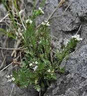 Image of Murbeckiella pinnatifida (Lam.) Rothm.