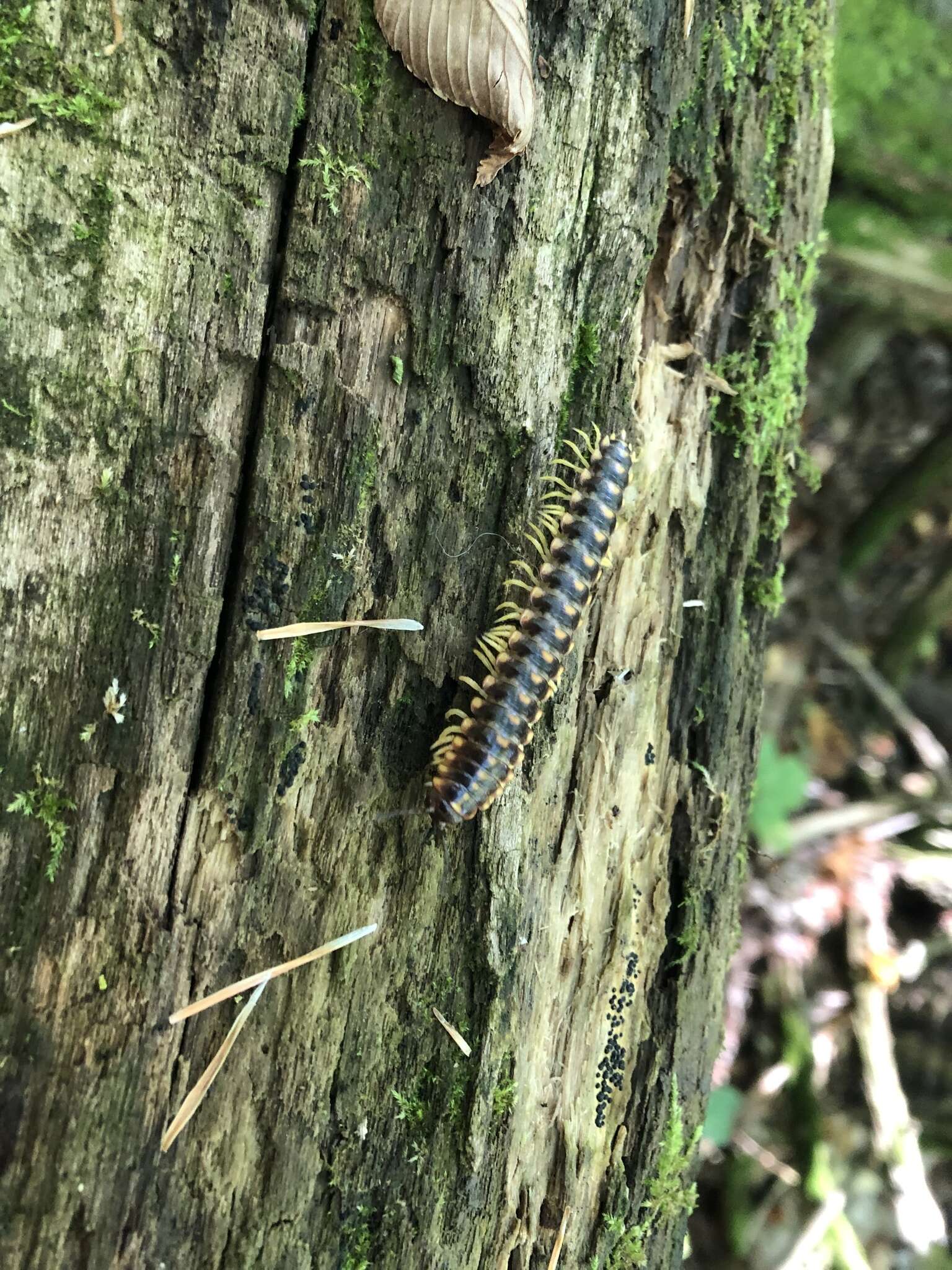 Sivun Rudiloria trimaculata (Wood 1864) kuva