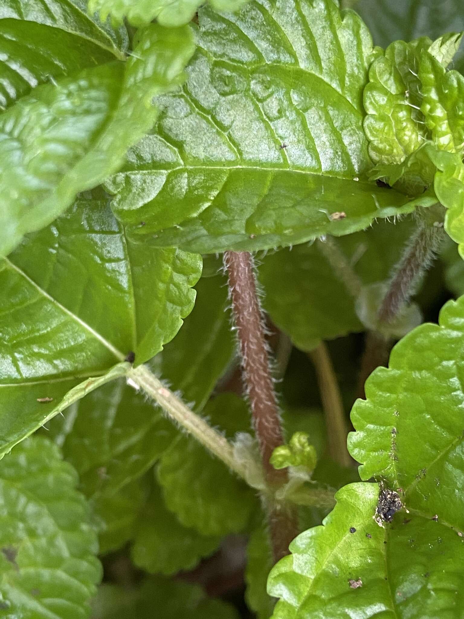 Imagem de Pilea nummulariifolia (Sw.) Wedd.