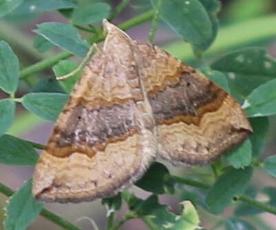 Scotopteryx chenopodiata Linnaeus 1758 resmi