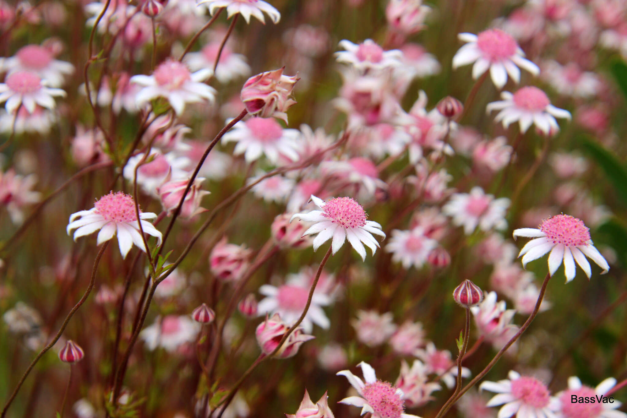 Imagem de Actinotus forsythii Maiden & Betche