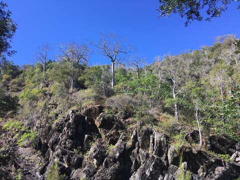 Imagem de Brachychiton australis (Schott & Endl.) Terracino