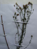 Image of Centaurea stoebe subsp. stoebe