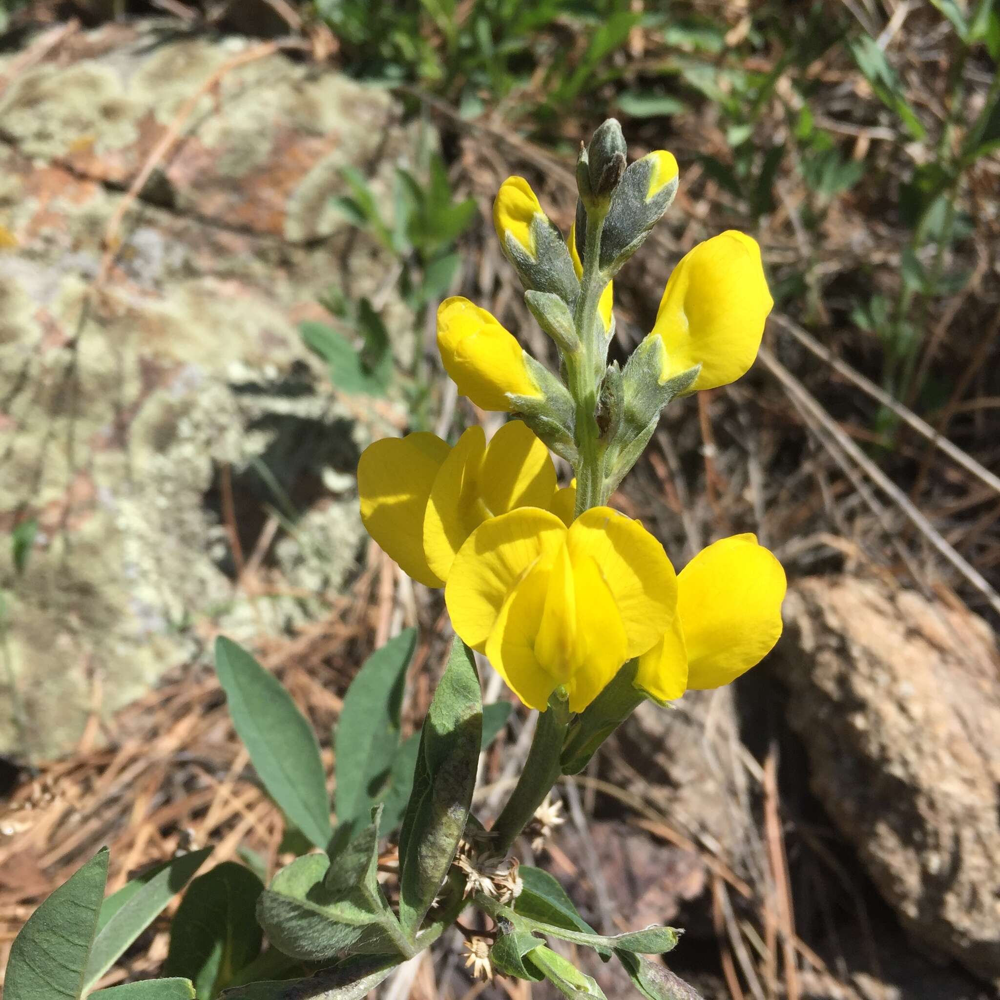 Thermopsis divaricarpa A. Nelson的圖片