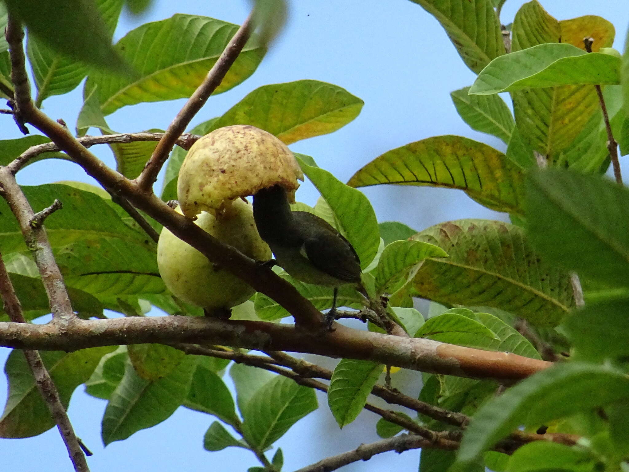 Image of Orange-bellied Flowerpecker