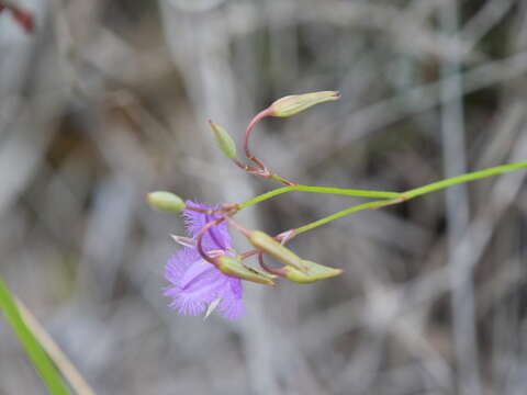 Image of Thysanotus tenellus Endl.