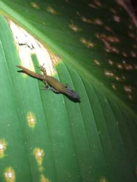 Image of Costa Rica Least GeckO