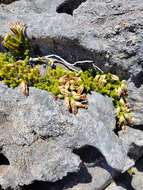 Image de Erica banksia subsp. banksia