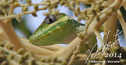 Image of Cuban Giant Anole