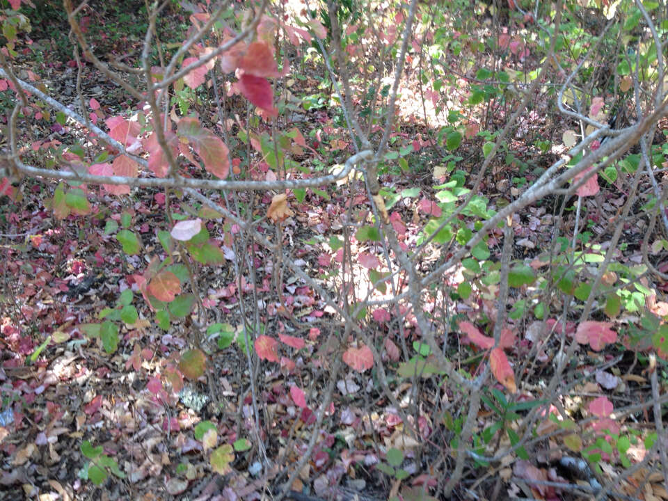 Image of Pacific poison oak