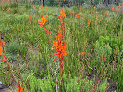 صورة Watsonia pillansii L. Bolus