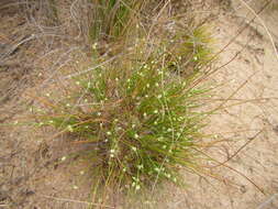 Image of Ficinia minutiflora C. B. Clarke