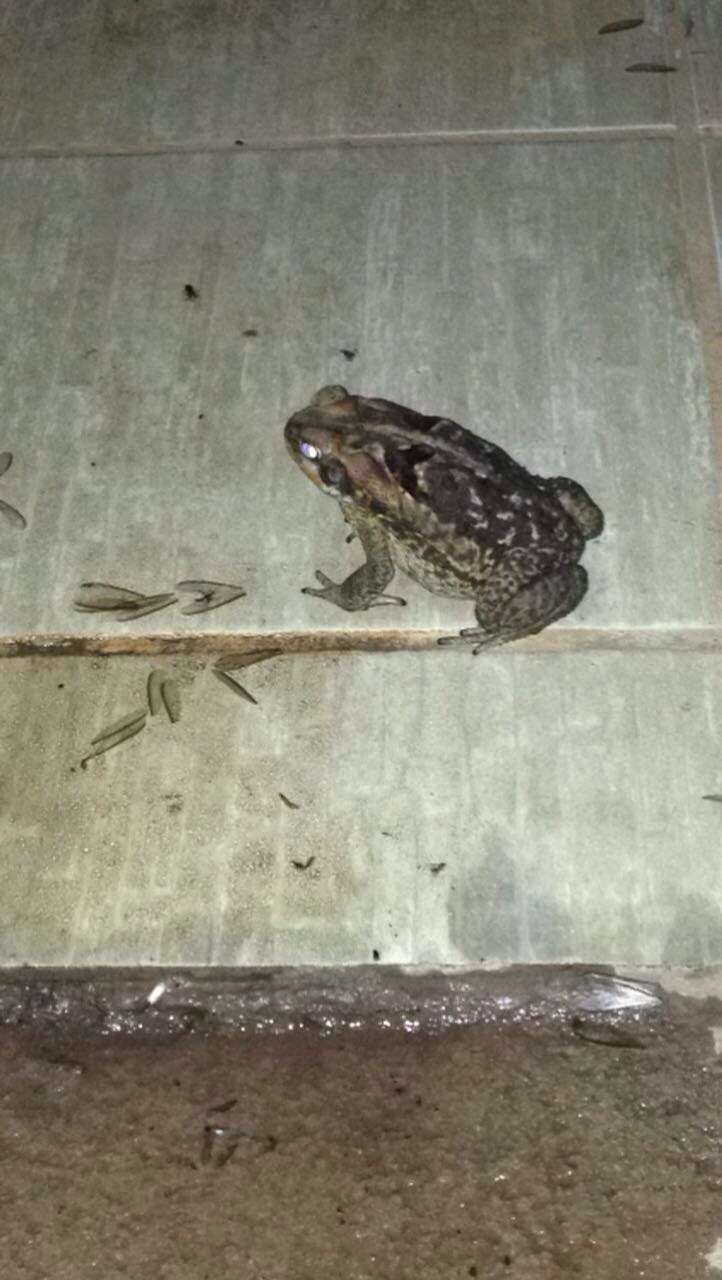 Image of Cururu Toad