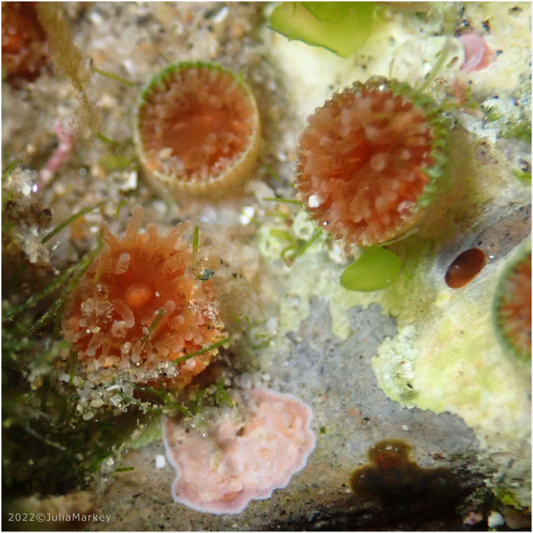 Image of Aggregating Cup Coral