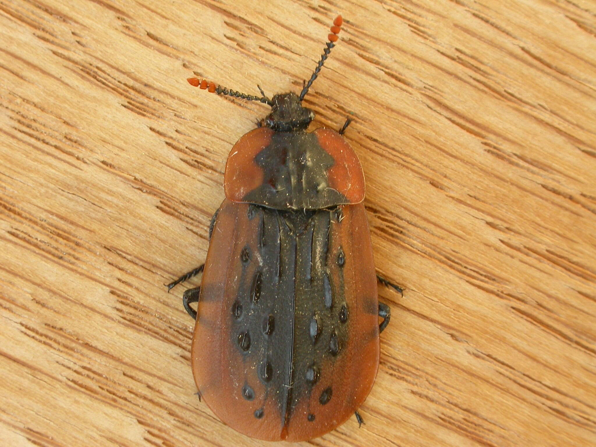 Image of Ptomaphila