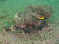 Image of Flasher scorpionfish