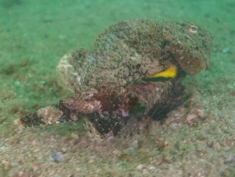 Image of Flasher scorpionfish