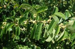 Image of African osage-orange