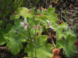 Image of Pelargonium tomentosum Jacq.