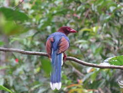 Image of Ceylon Blue Magpie