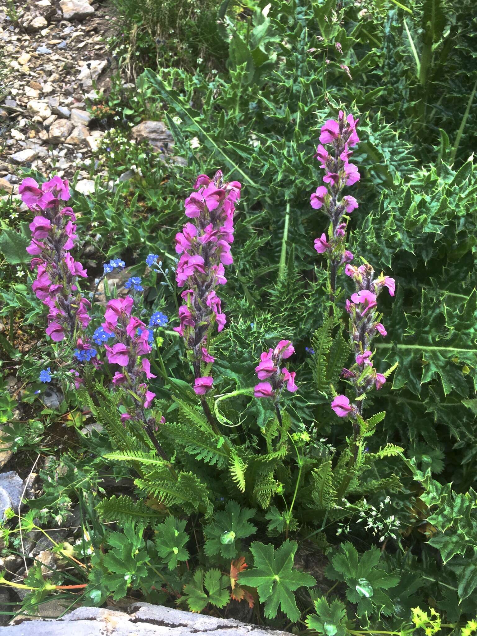 Image of flesh-pink lousewort