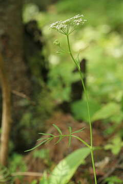 Image of Ostericum maximowiczii (Fr. Schmidt) Kitag.