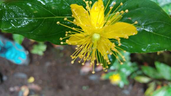 Image of Hypericum grandifolium Choisy