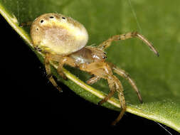 Image of Six-spotted Yellow Orbweaver