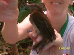 Image of Northern Barred Woodcreeper