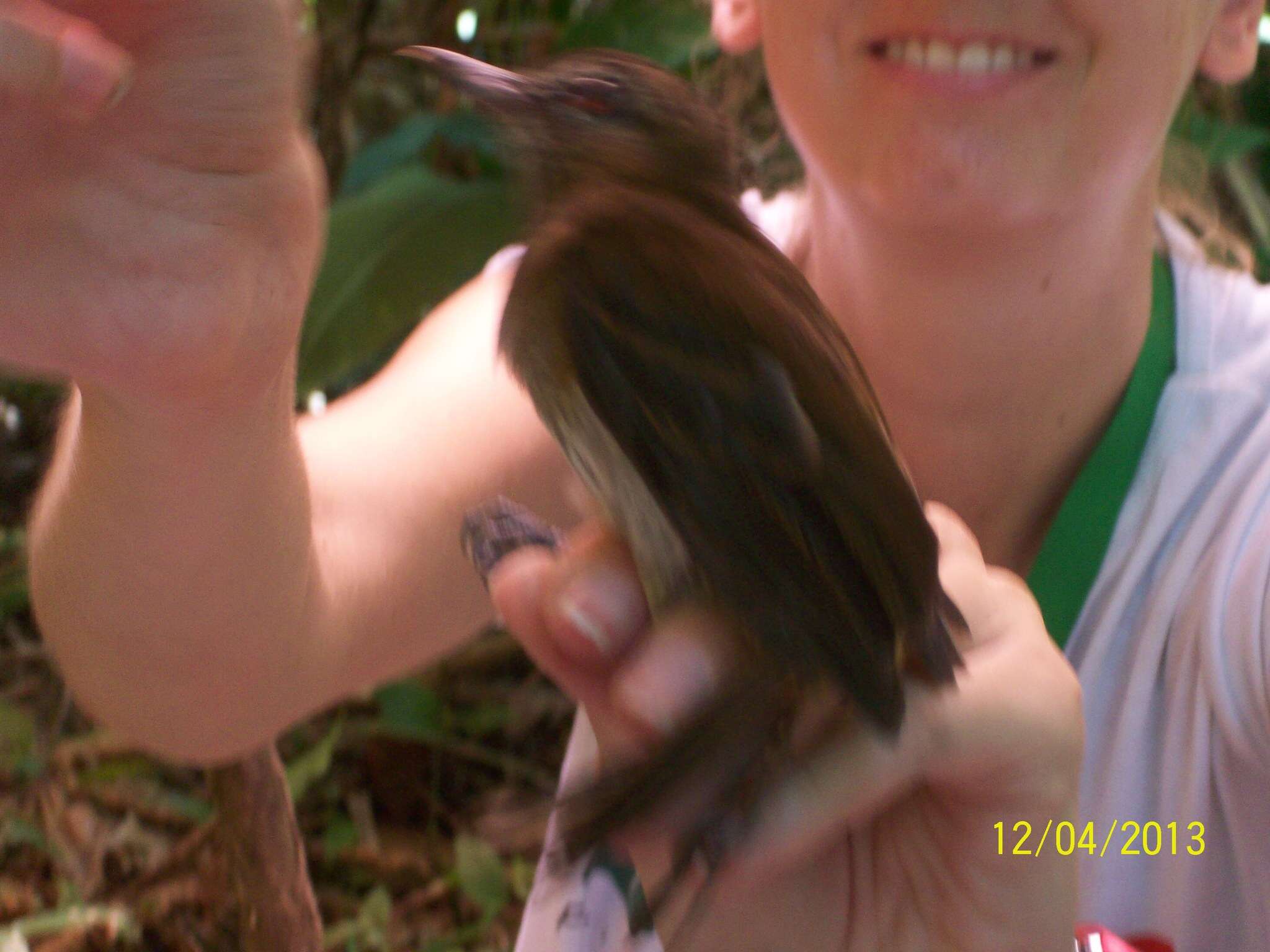 Image of Northern Barred Woodcreeper