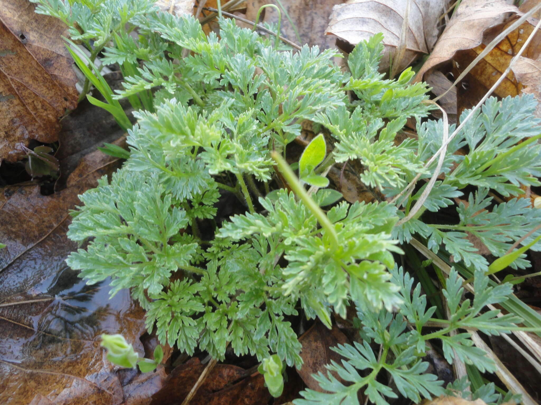 Image of Amur adonis