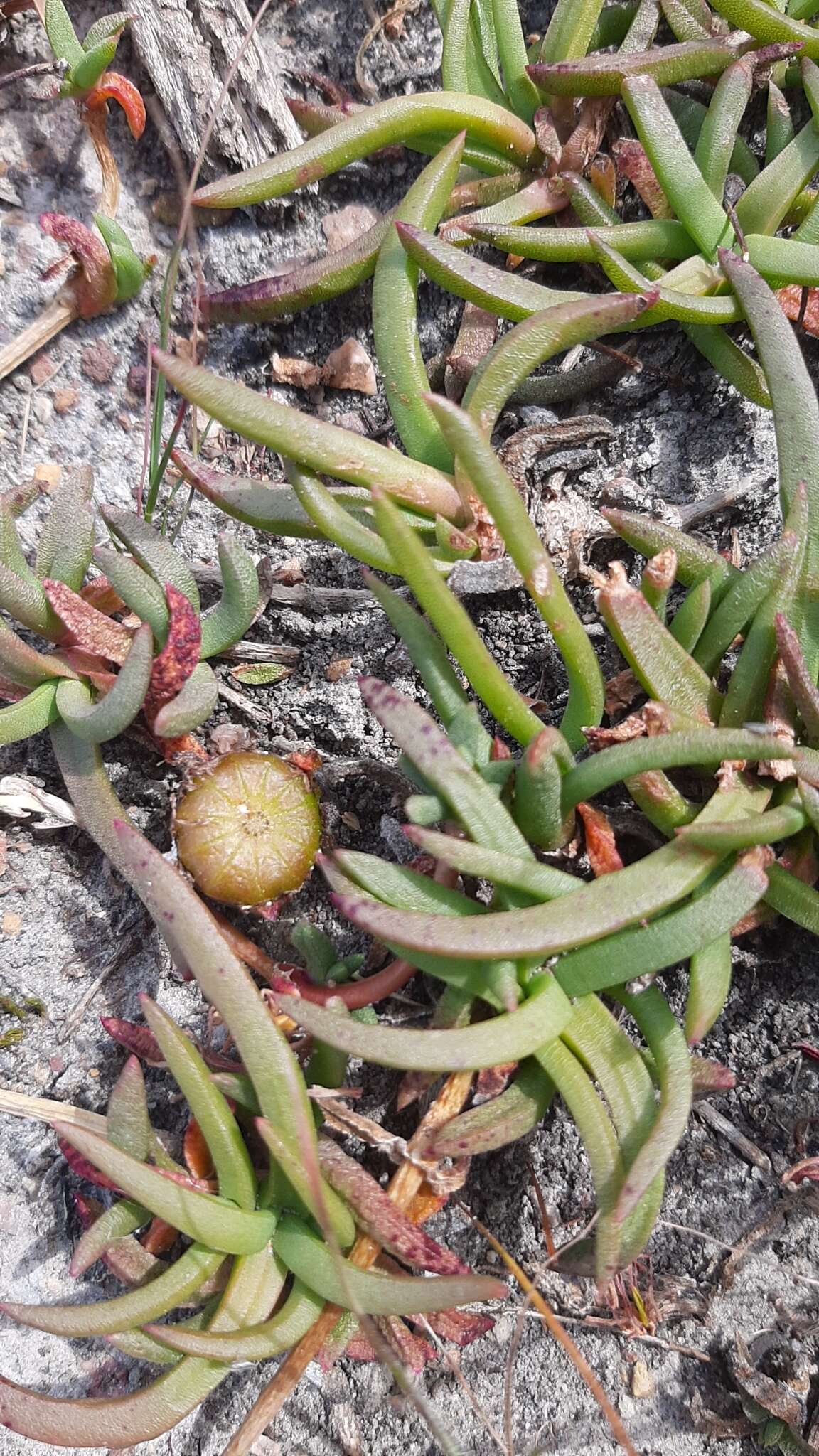 Image of Cephalophyllum parviflorum L. Bol.