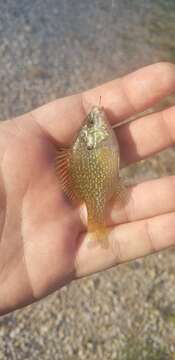 Image of Dollar Sunfish