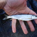 Image of Alawan snowtrout
