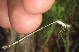 Imagem de Lestes pinheyi Fraser 1955