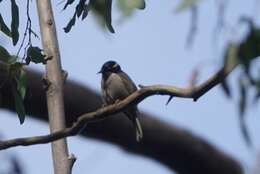 Image of Strong-billed Honeyeater