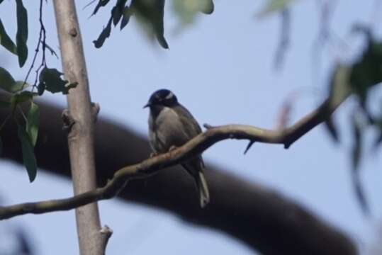 Image of Strong-billed Honeyeater