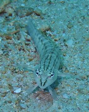 Image of Nosestripe grubfish