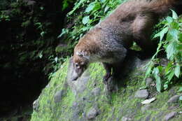 Image of Coati