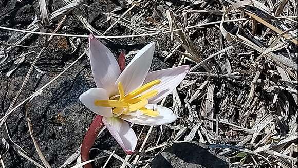 Imagem de Zephyranthes fosteri Traub