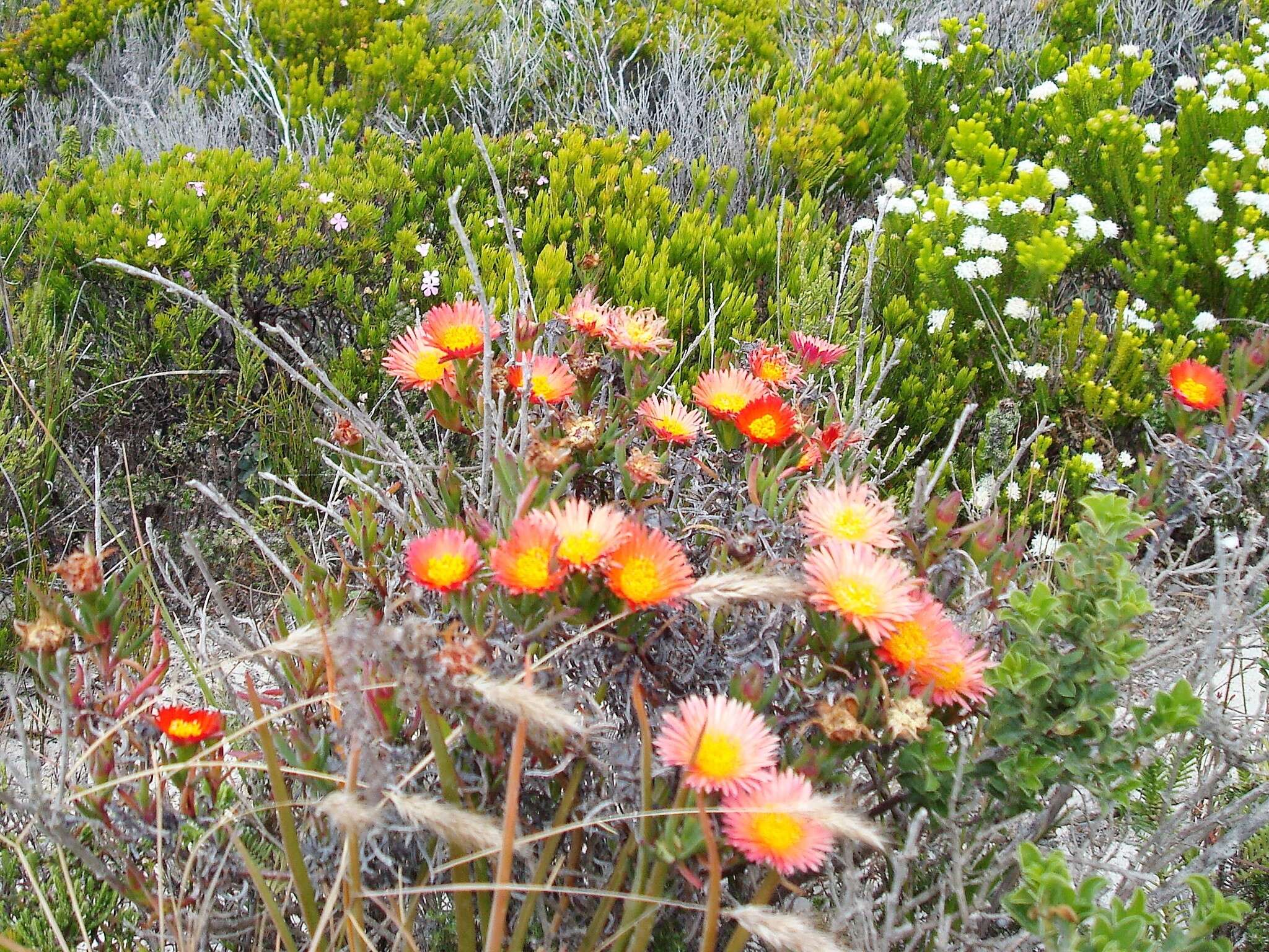 صورة Lampranthus fergusoniae (L. Bol.) L. Bol.