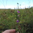 Image of Justicia phyllostachys C. B. Cl.